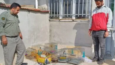 ارتباط فردا