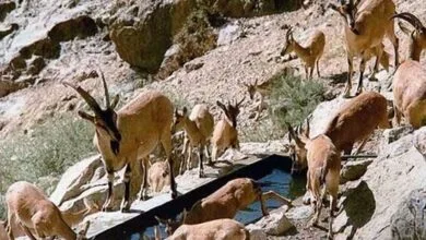 ارتباط فردا