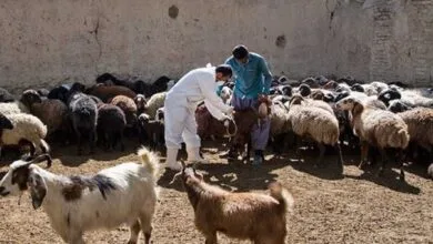 ارتباط فردا