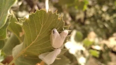 پروانه برگ‌خوار ۴۱ هزار هکتار از جنگل‌های لرستان را آلوده کرد