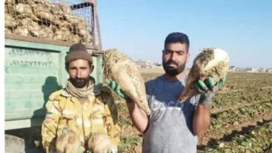 ارتباط فردا