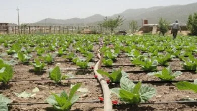 ارتباط فردا