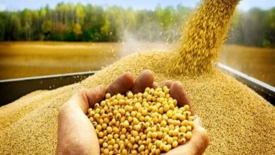 طلب سویا کاران گلستان به زودی پرداخت می شود