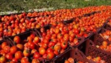 آغاز برداشت گوجه فرنگی خارج از فصل در شهرستان بندرخمیر
