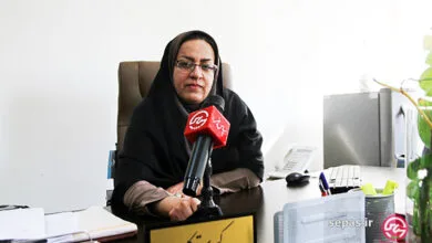 برداشت ۶۰ هزار تن گوجه‌فرنگی از مزارع استان بوشهر