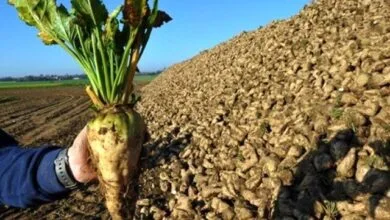 کنترل علفهای هرز مزارع با «بقایای چغندر قند» کنترل علفهای هرز مزارع با «بقایای چغندر قند»