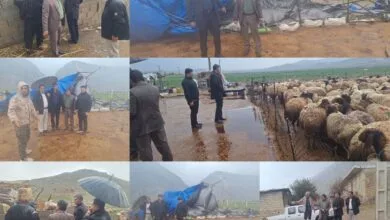 ارتباط فردا