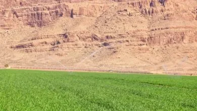 ارتباط فردا