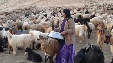 ارتباط فردا