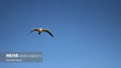 ۲۴۰ گونه پرنده در لرستان شناسایی شده است