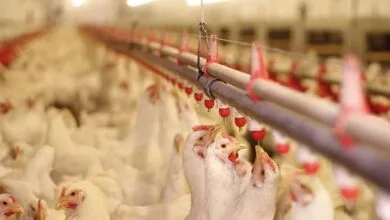 توسعه دانش‌بنیان صنعت طیور