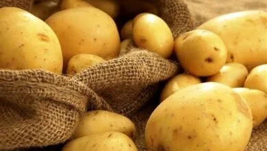 صادرات سیبزمینی و حبوبات ممنوع شد