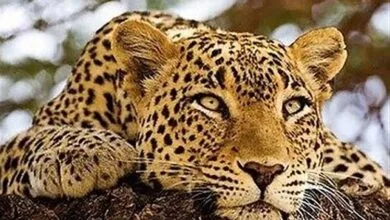 مستندهای حیات وحش طرفدار زیاد دارند