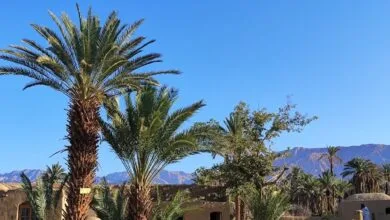 ارتباط فردا