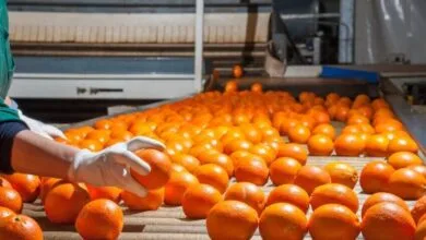 ارتباط فردا
