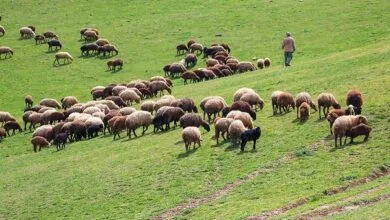 چشم‌اندازها، چالش‌ها و نیازهای دامپروری در استان اصفهان
