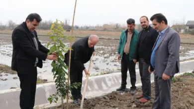 غرس بیش از ۱۵۰ اصله نهال نارنج در روستای شالده شفت