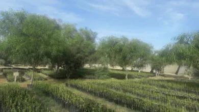 ارتباط فردا