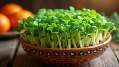 ارتباط فردا