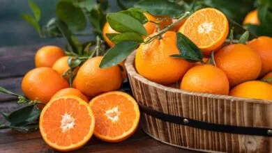ارتباط فردا