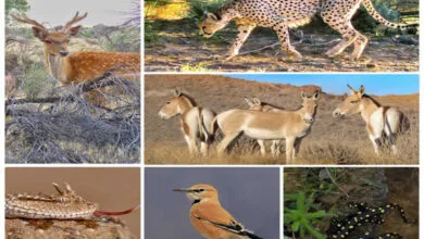 ارتباط فردا