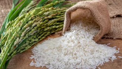 از ممنوعیت واردات تا رشد قیمتها؛ اعمال سیاست ها ثبات را به بازار برنج بازگرداند؟