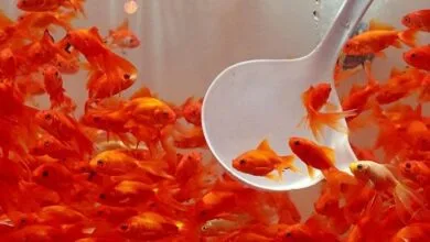 گونه مهاجم ماهی قرمز برای طبیعت خطرناک است