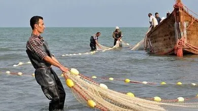 ارتباط فردا