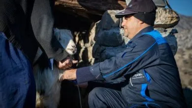 ارتباط فردا